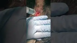 Anal gland flushing and infusing with antibiotics