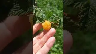 Малина жёлтая