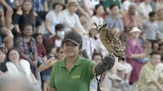 Predators On WIngs - Full Performance - Bird Paradise 2023