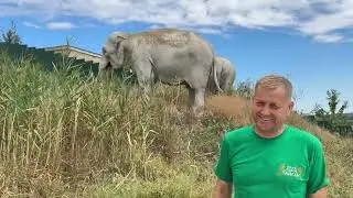 Слонихи заставили нервничать не только нас с Татьяной Алексагиной, но и съемочную группу!