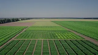 BSc in Plant and Horticultural Sciences