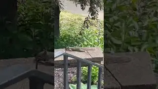 splooting squirrels #shorts