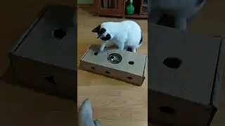 Кошка Мурка охотится на шарик в пустой коробке - Сat Murka hunts