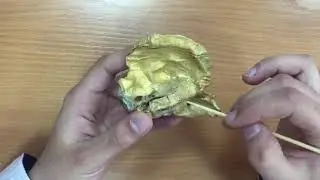 Височная кость .Анатомия