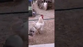 кто какие булочки любит?