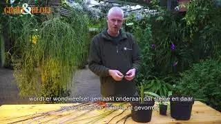 Winterstekken maken van kale takken