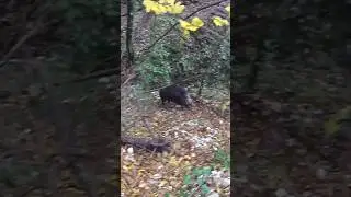 WildBoar Hunting #shorts