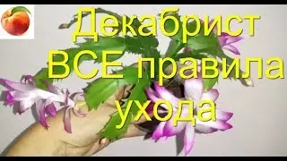 Decembrist ALL Secrets of Super Flowering All Rules of Care Schlumbergera Why Schlumbergera Doesn...