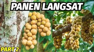 PANEN BUAH LANGSAT PART 2