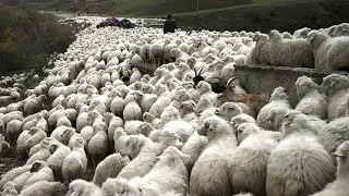 This Is How Nomads Live With Their Millions Of Livestock - Nomadic Farm Life