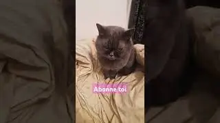 Chat couette