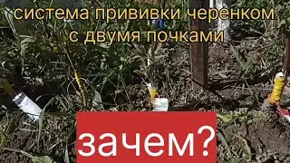 Система прививки черенком с двумя почками. Зачем?