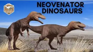NEOVENATOR DINOSAURS