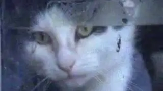 wassup cats