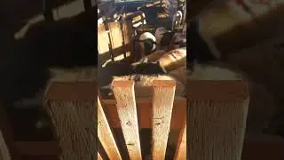 Filhotes sadios, espertos