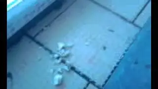 http://rich-birds.org/?i=2256755
