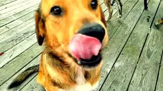 Give That Dog a Bone