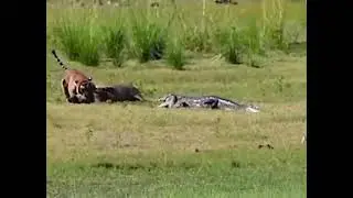 Tiger killing a wild boar and a croc wants its share 😳 🎥: IG @rb_wildlifephotography