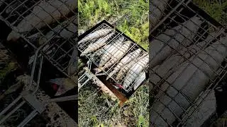 Енисейская корюшка на мангале