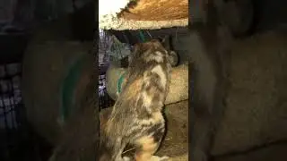 Rescued Barn Kittens being silly #rescue #barncat #cutecat #cutecats #animals