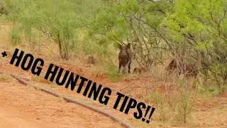 RAMCAT VS. WILD HOG!