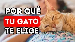 The 8 Hidden (and Emotional) Reasons Why Your Cat Sleeps With You