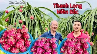 Vườn Thanh Long sai trĩu quả ngon ngọt ở Miền Bắc