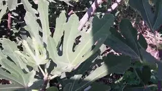 Созревание Брунсвика  5 09 2022
