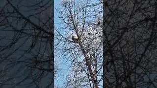 Белка и весна