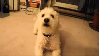 Doggy Talk