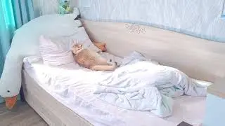 кошка тоже человек
