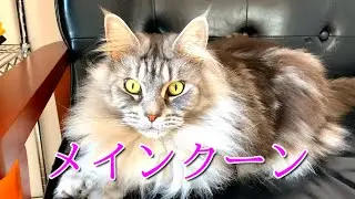 猫のメインクーンとの出会いと思い出そして感謝を/Encounters and memories of Maine Coon the cat