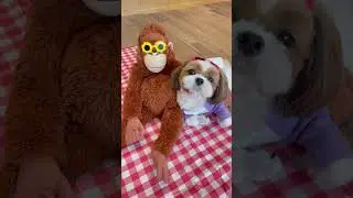 Cute and Funny Shih Tzu Dog 🐶🦧😂🤣