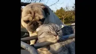 Funny pug videos
