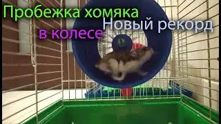 Хомяку нужно колесо для бега