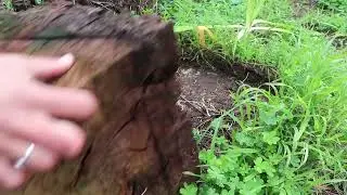 How to Safely Search for Salamanders