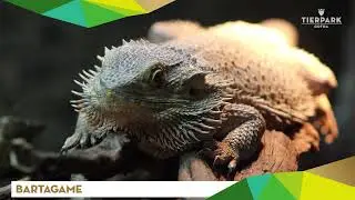 Bartagame - Tierpark Gotha