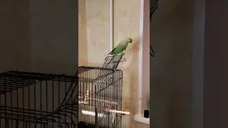Попугай Рикко мучает шарик с веревочкой #попугай #shorts #parrot #животные