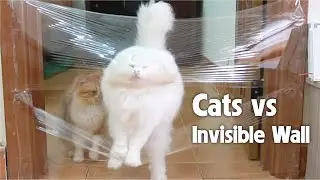 Cats vs Invisible Wall - Challenge 3: Jumping Over Walls