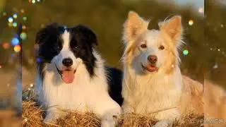 бордер-колли