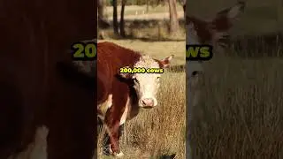 Elon Musk on Culling 200K Cattle