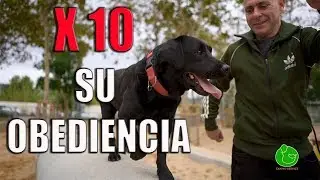 Cómo ADIESTRAR a tu PERRO para que te OBEDEZCA SIEMPRE  (Técnica de Adiestramiento Canino)