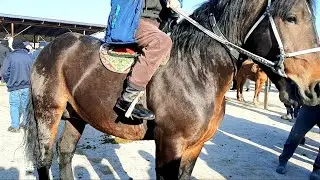 NAZARBEK  OT  BOZORI  NARXLARI