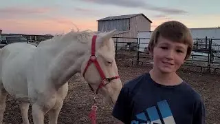 Training Luna: A Rescue Horse's Journey with Johny in the Round Pen