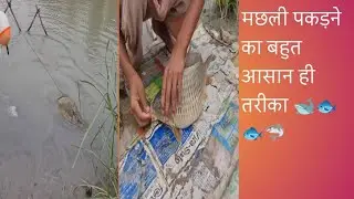 मछली पकड़ने का बहुत ही आसान तरीका आप भी देख कर सब सीख जाओगे #fish video #comedi #forest #animal