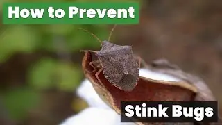 How to Prevent Stink Bugs Before They Invade Your Home!
