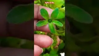 How to collect petunia seeds