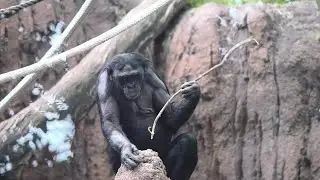 San Diego Zoo x 8x8: How to better serve customer needs and champion animal welfare?