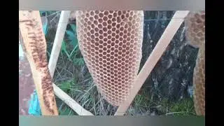 И у нас пошли рои.