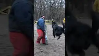 Unstoppable. Black German Shepherd attack. 